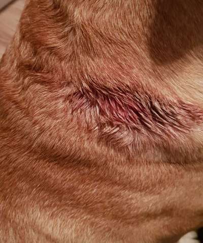 Welches Futter ist das richtige ?-Beitrag-Bild