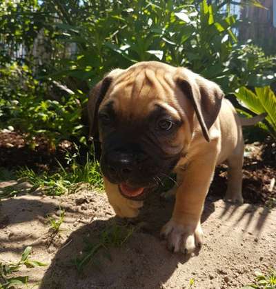 Welpen Bilder !-Beitrag-Bild