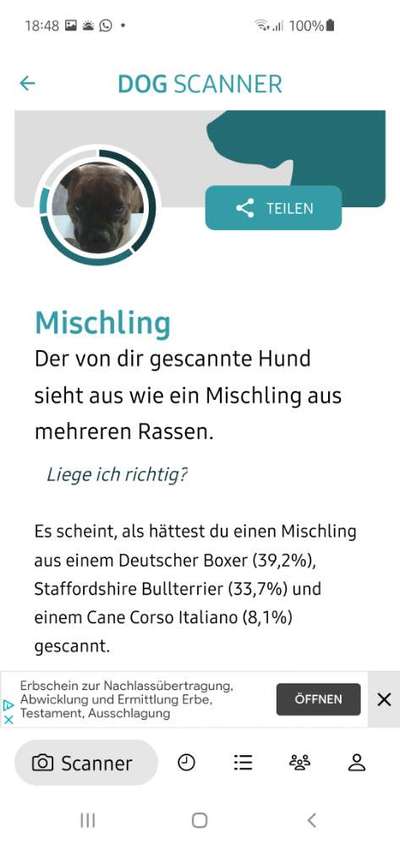 Hunderasse gesucht-Beitrag-Bild