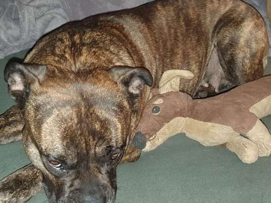 Wirklich ein LabradorBoxer Mischling-Beitrag-Bild