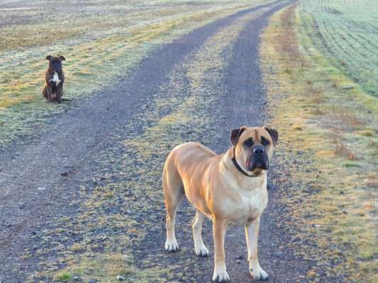 Rhodesian Ridgeback-Beitrag-Bild