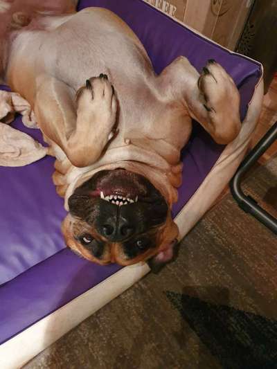 Lachen😀 eure Hunde auch so gerne😂-Beitrag-Bild