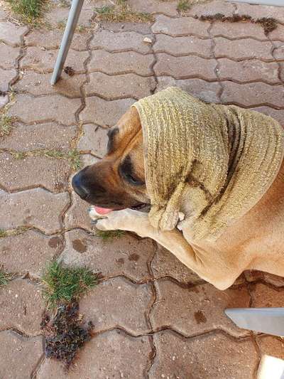 Eisbomben für Hunde-Beitrag-Bild