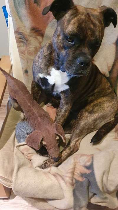 Hilfe beim Amstaff-Beitrag-Bild