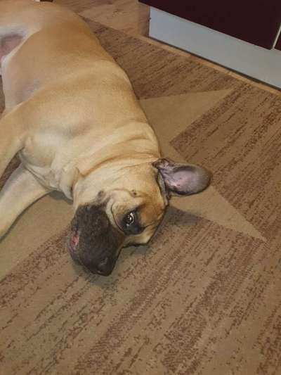 Wie heißt dein Hund?-Beitrag-Bild