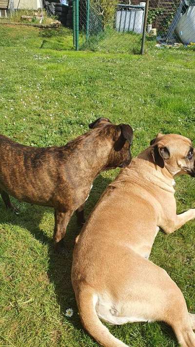 Hund im Garten - Eure Meinungen-Beitrag-Bild