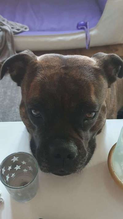 Wie heißt dein Hund?-Beitrag-Bild