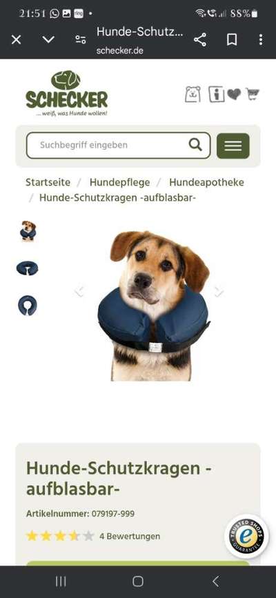 Kragen oder Post-OP-Body-Beitrag-Bild