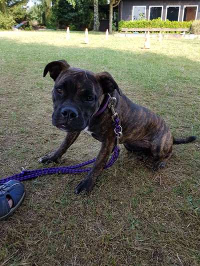 Welpen Bilder !-Beitrag-Bild