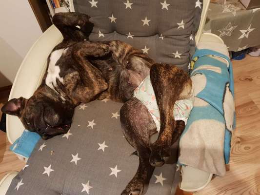 Junghund mitten in der Läufigkeit und versteht sich nicht mehr mit anderen Hunden-Beitrag-Bild