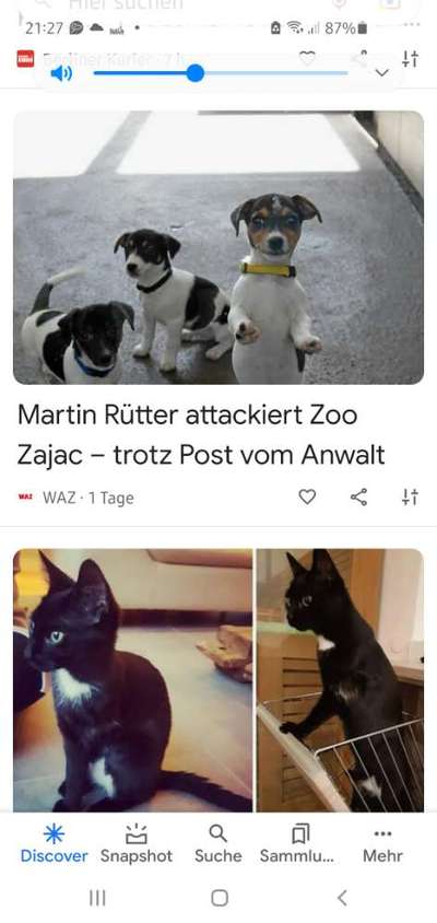 Darf man Welpen in einer Tierhandlung verkaufen/kaufen?-Beitrag-Bild