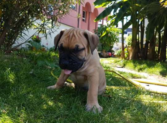 Welpen Bilder !-Beitrag-Bild