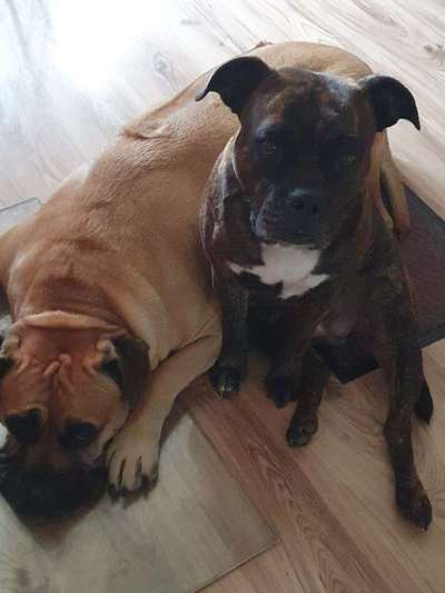 Wirklich ein LabradorBoxer Mischling-Beitrag-Bild