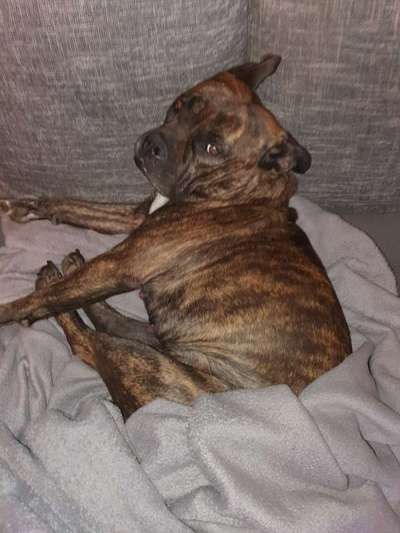 Gestromte fellnasen-Beitrag-Bild