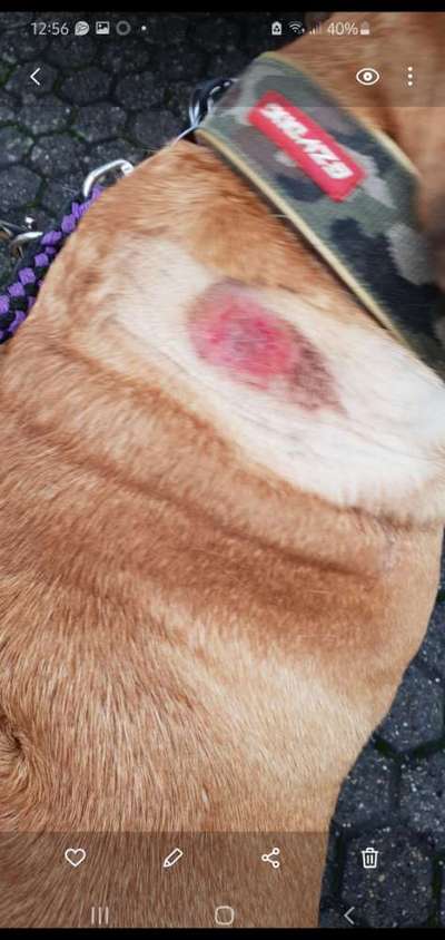 Bedarfsdeckendes Trockenfutter-Beitrag-Bild