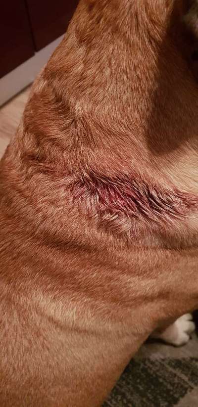 Trockenfutter für Welpen-Beitrag-Bild