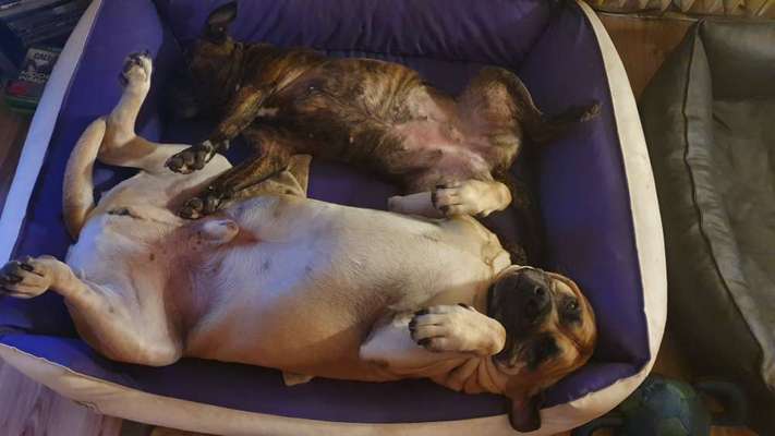 Freunde von 'Kampfhunden'-Beitrag-Bild