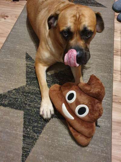 Hunde Memes-Beitrag-Bild