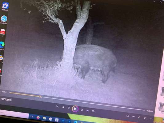 Leinenpflicht während Brut und Setzzeit-Beitrag-Bild