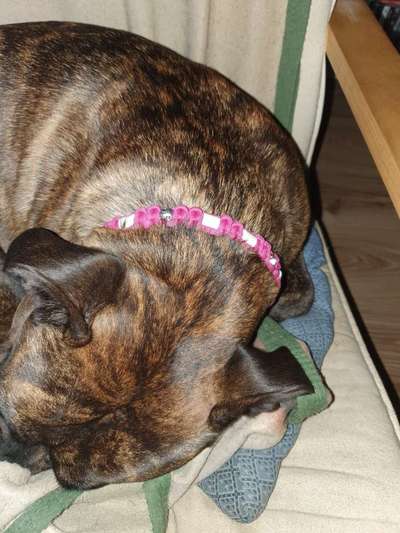 Ungezieferhalsbänder-Beitrag-Bild