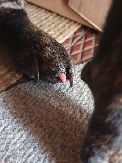 Hundekot :D-Beitrag-Bild