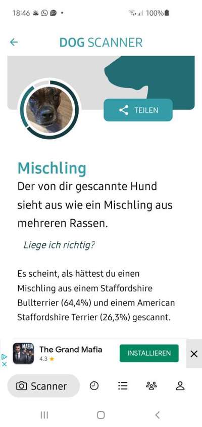 Hunderasse gesucht-Beitrag-Bild