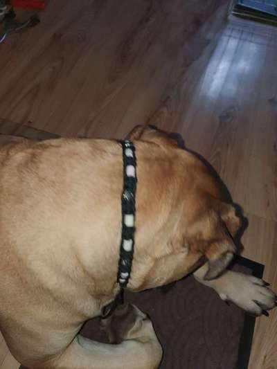 Ungezieferhalsbänder-Beitrag-Bild