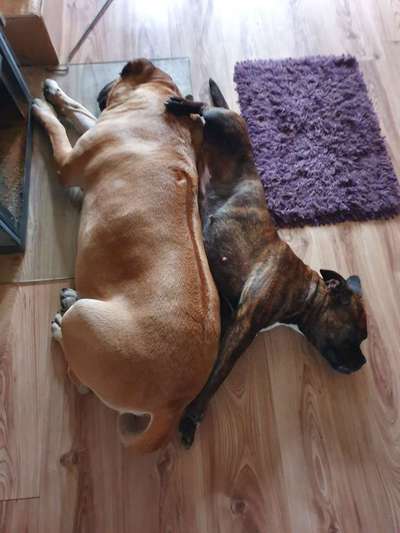 Rhodesian Ridgeback-Beitrag-Bild