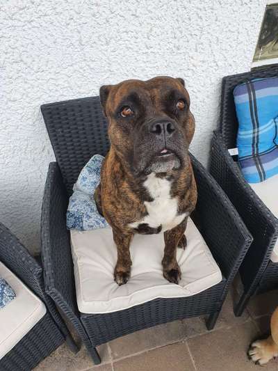 Staff's, Pitties, Bully's - egal ob reinrassig oder nicht. Zeigt eure Schönheiten 🐾-Beitrag-Bild