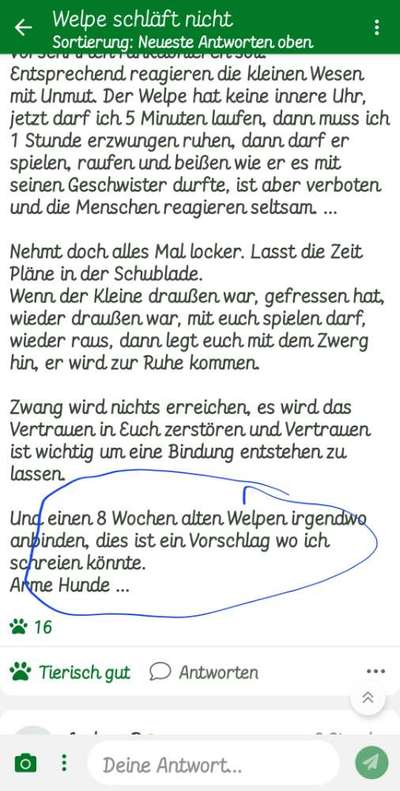 Welpe schläft nicht-Beitrag-Bild