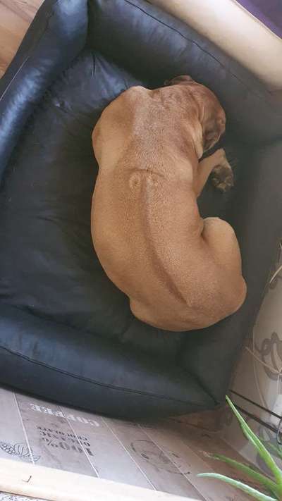 Mischlinge raten - Rätselspaß-Beitrag-Bild