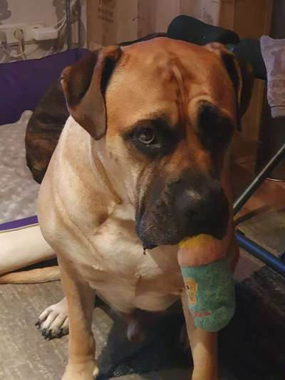 Hunde Memes-Beitrag-Bild