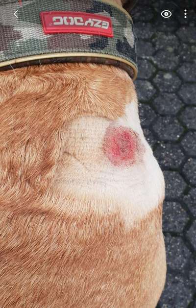 Welches Futter ist das richtige ?-Beitrag-Bild