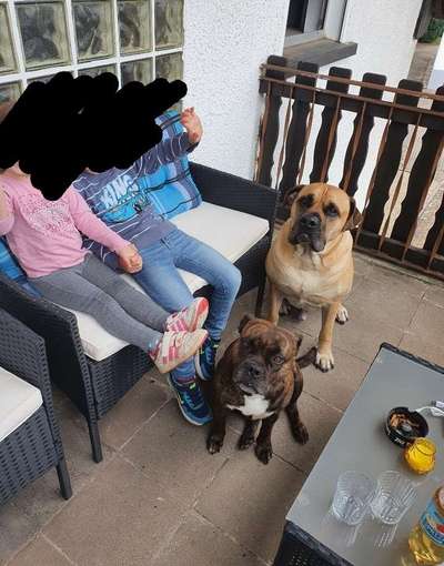 HUNDEANGRIFF-Beitrag-Bild