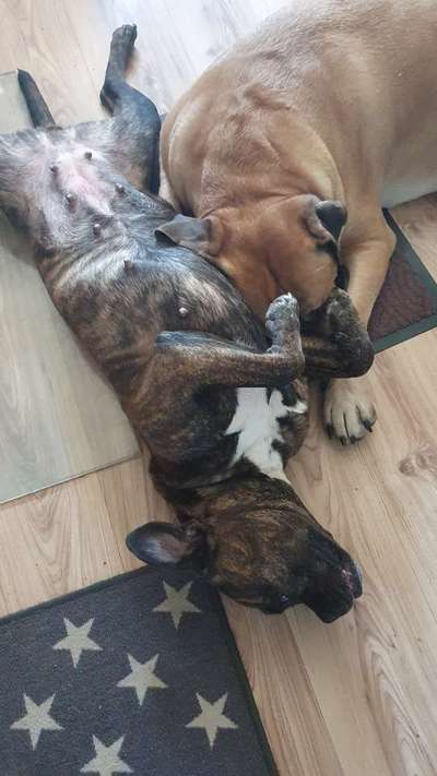 Mischlinge raten - Rätselspaß-Beitrag-Bild