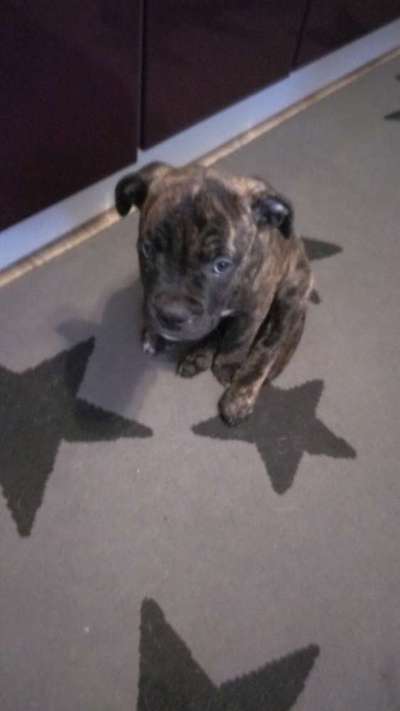 Welpen Bilder !-Beitrag-Bild