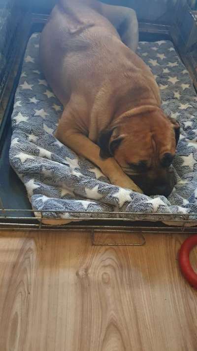 Wir müssen über tierschutzwidriges Hundezubehör reden!-Beitrag-Bild