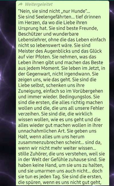 Mischling oder Reinrassig-Beitrag-Bild