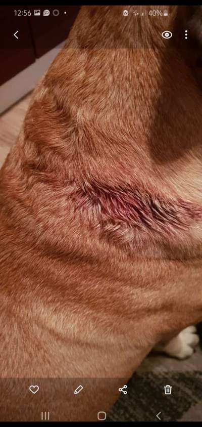 Bedarfsdeckendes Trockenfutter-Beitrag-Bild