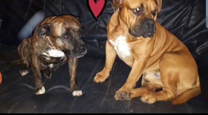 Olde English Bulldogge-Beitrag-Bild