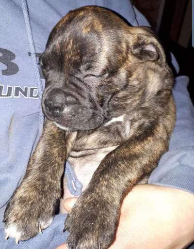 Welpen Bilder !-Beitrag-Bild