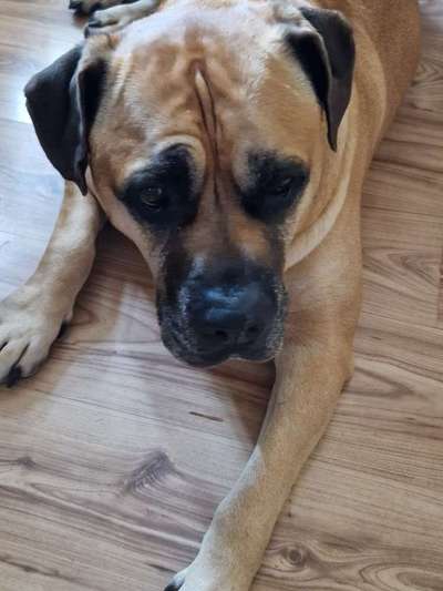 Boerboels-Beitrag-Bild