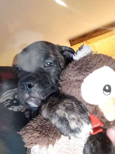 Welpen Bilder !-Beitrag-Bild