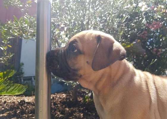 Zeigt euren Hund wo er was lustiges macht als Welpe-Beitrag-Bild