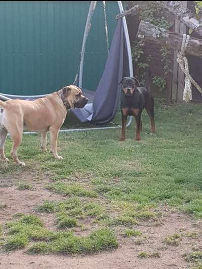 "Gut erzogen" ist ein weit ausgedehnter Begriff-Beitrag-Bild