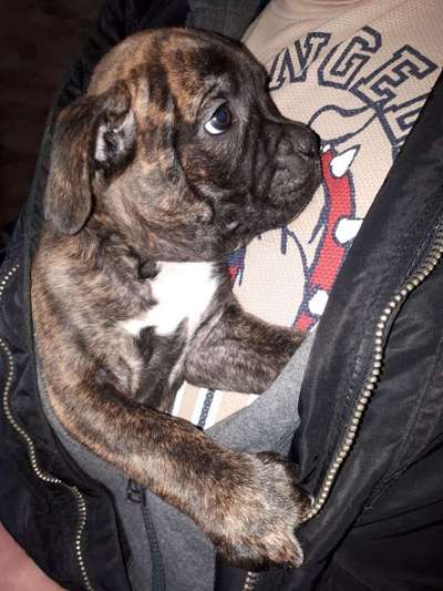 Welpen Bilder !-Beitrag-Bild