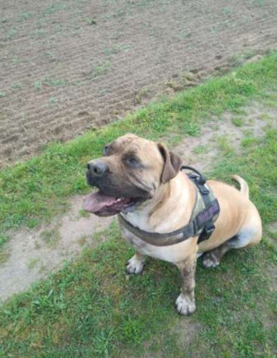 "Gut erzogen" ist ein weit ausgedehnter Begriff-Beitrag-Bild