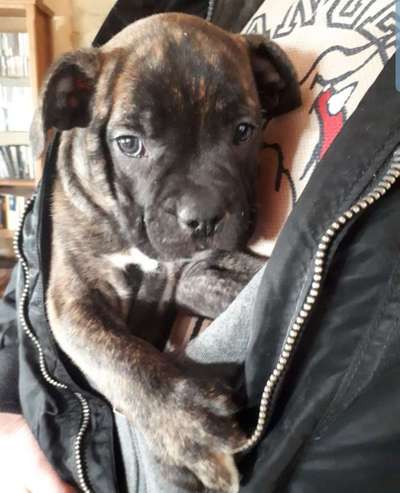 Welpen Bilder !-Beitrag-Bild