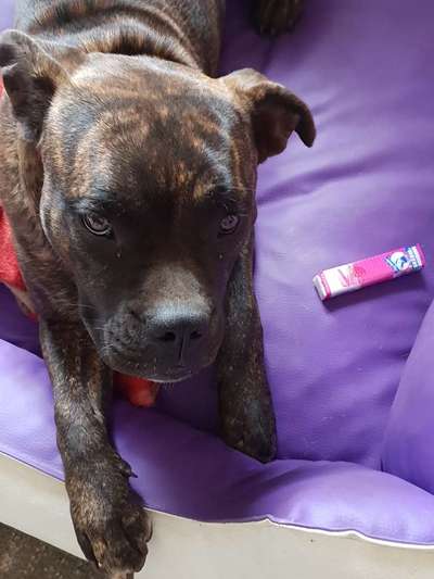 Was haben eure Hunde schon gefressen oder zerstört ?-Beitrag-Bild