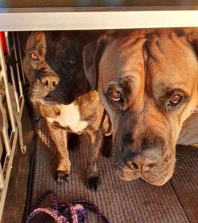 Dogorama Foto Challenge - Dämmerung-Beitrag-Bild